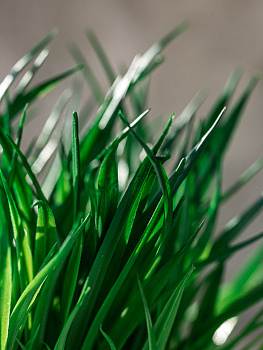 Цветок искусственный "Зелень" 24см R010803 000000000001197783