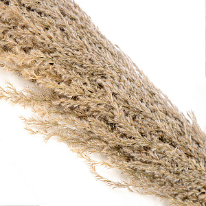 Ветка декоративная Трава помпасная 120см 000000000001210146