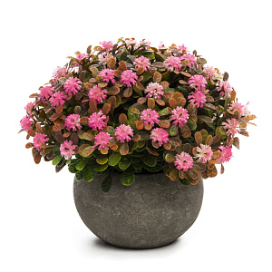 Цветок искусственный "ПолевыеЦветы" 10см R010786 000000000001197550