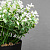Цветок искусственный растение Эвкалипт 16см в горшке 000000000001218503