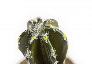 Цветок искусственный "Суккулент" 12-14смR010442 000000000001189307