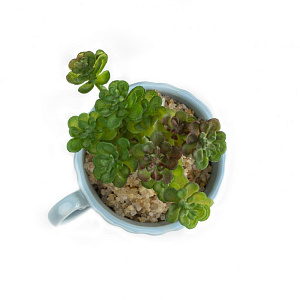 Цветок искусственный Суккулент 8см R010633 000000000001192374