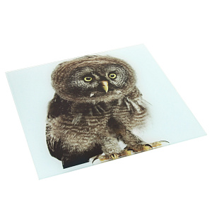 Картина Сова Domino, 30х30 см 000000000001168809