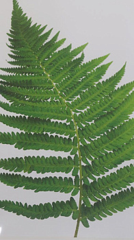 Репродукция 40х50см Декарт (1) мдф в32 8Л1737 000000000001205365