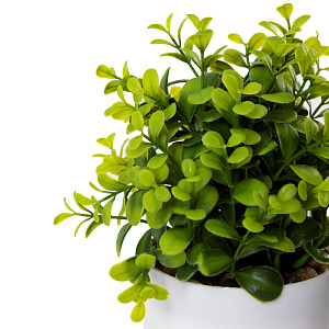 Цветок искусственный растение Самшит 22см в горшке 000000000001218468