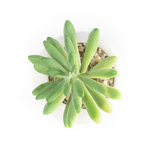 Цветок искусственный "Суккулент"  7смR010455 000000000001189319