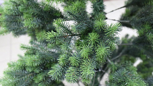 Ель роскошная 180см 581 ветка PC04152 000000000001180524