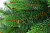 Ель искусственная 150см БИФОРЕС Оптима микс светло-зелёная ПВХ - пышные и мягкие иголочки, внешние веточки выполнены из литой хвои 000000000001208785