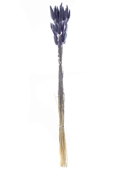 Цветок искусственный Лагурус 60-70см сухоцвет 000000000001216384