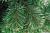 Ель искусственная 180см БИФОРЕС Арктика ПВХ - насыщенного зеленого цвета, густая, пушистая. Производится из плёнки PVC. Не горит и не осыпается 000000000001208779
