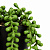 Цветок искусственный ампельное растение Крестовник Роули 40см в горшке 000000000001218519