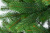 Ель искусственная 150см БИФОРЕС Оптима микс светло-зелёная ПВХ - пышные и мягкие иголочки, внешние веточки выполнены из литой хвои 000000000001208785