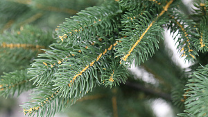 Ель искусственная 250см БИФОРЕС Дриада литая темно-зеленый ПВХ 000000000001214450