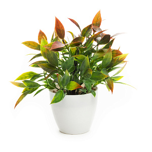 Цветок искусственный "Зелень" 23см R010811 000000000001196632