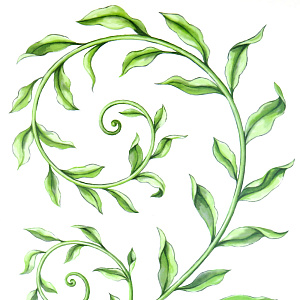 Стикеры Зеленая веточка Room Decoration 000000000001127342