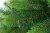 Ель искусственная 210см БИФОРЕС Оптима микс светло-зелёная ПВХ - пышные и мягкие иголочки, внешние веточки выполнены из литой хвои 000000000001208787
