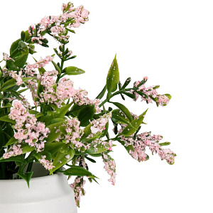 Цветок искусственный в кашпо Лаванда 14см розовый 000000000001222175