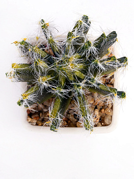 Цветок искусственный "Суккулент" 12-14смR010442 000000000001189307