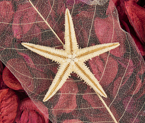 Отдушка цветочная 23см 000000000001216405