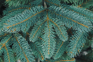 Ель искусственная 220см БИФОРЕС Дриада Микс голубой ПВХ 000000000001214442