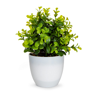 Цветок искусственный растение Самшит 22см в горшке 000000000001218468