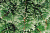 Пихта искусственная 190см БИФОРЕС Южная ПВХ - длинная жесткая хвоя, имитирующая сосновые ветви, дополнена веточками из мягкой ПВХ-хвои 000000000001208781