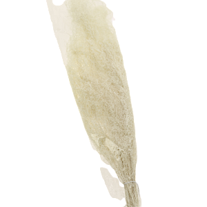 Цветок искусственный Трава "Картадерия" сухоцвет 50см  R011091 000000000001199255