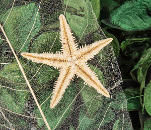 Отдушка цветочная 23см 000000000001216405