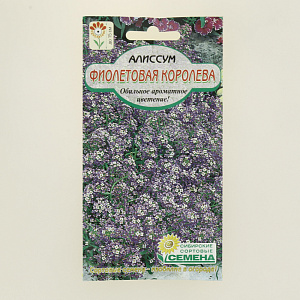 Семена Алиссум Фиолетовая королева 0,1г (ссс) ЛИДЕР ПРОДАЖ ! СС011375 пакет 000000000001194770