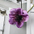 Цветок искусственный Мак 30см фиолетовый 000000000001218316
