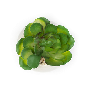 Цветок искусственный "Суккулент"  7смR010455 000000000001189319