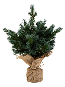 Ель искусственная 40см голубая литая 000000000001228781