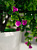 Цветок искусственный Розовый куст 30см R010645 000000000001192386