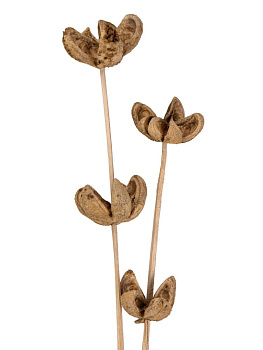 Сухоцветы 16x8x70см DE'NASTIA Дикий апельсин микс цветов 000000000001228199