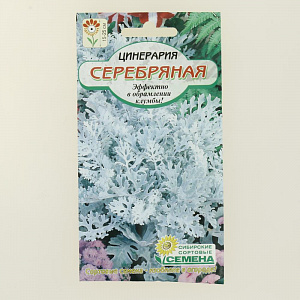 Семена Цинерария Серебряная 0,1гр.(ссс) ЛИДЕР ПРОДАЖ ! СС009475 пакет 000000000001194819