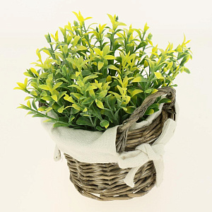 цветок декоративно-лиственный  14смR010463 000000000001189327