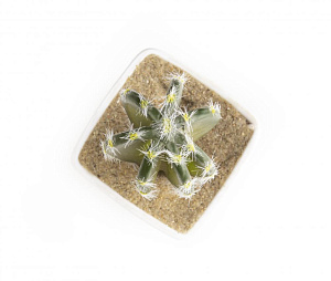 Цветок искусственный "Суккулент" 12-14смR010442 000000000001189307