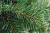 Ель искусственная 180см БИФОРЕС Арктика ПВХ - насыщенного зеленого цвета, густая, пушистая. Производится из плёнки PVC. Не горит и не осыпается 000000000001208779