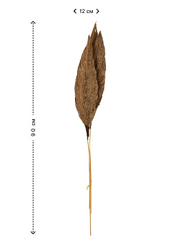 Сухоцветы 12x4x90см DE'NASTIA лист тростника микс цветов 000000000001228211