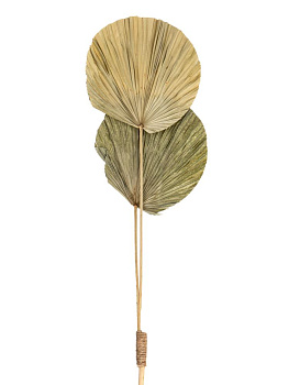 Сухоцветы 20x3x150см DE'NASTIA лист Борассуса натуральный 000000000001228209
