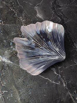 Блюдо сервировочное 23,5см EFE GLASS Ракушка серебро стекло 000000000001213512