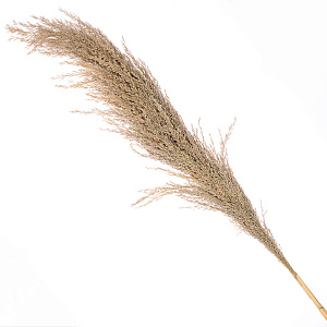 Ветка декоративная Трава помпасная 120см 000000000001210146
