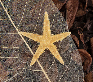 Отдушка цветочная 23см 000000000001216405