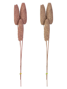 Сухоцветы 16x6x70см DE'NASTIA Люффа микс цветов 000000000001228195