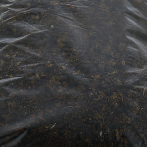 Скорлупа кедрового ореха, 2 кг 000000000001091869