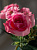 Цветок искусственный "Розы" 13 бутонов 25см R010750 000000000001197540