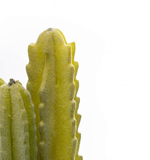 Цветок искусственный "Суккулент" 12-14смR010442 000000000001189307