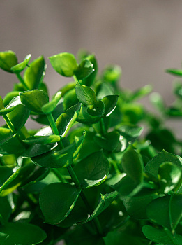 Цветок искусственный "Зелень" 24см R010804 000000000001197784