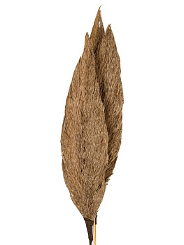 Сухоцветы 12x4x90см DE'NASTIA лист тростника микс цветов 000000000001228211