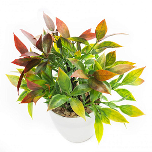 Цветок искусственный "Зелень" 23см R010811 000000000001196632